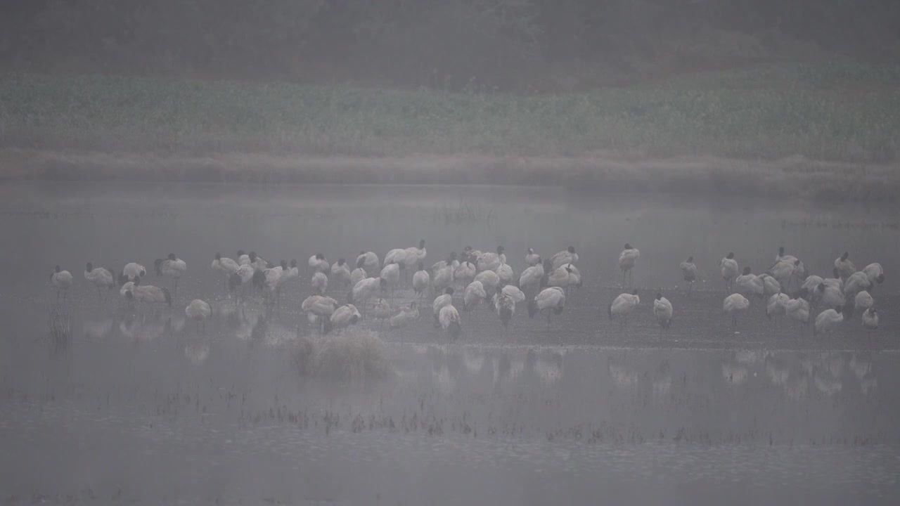 云南昭通高原湿地中的珍稀鸟类黑颈鹤视频素材画面4