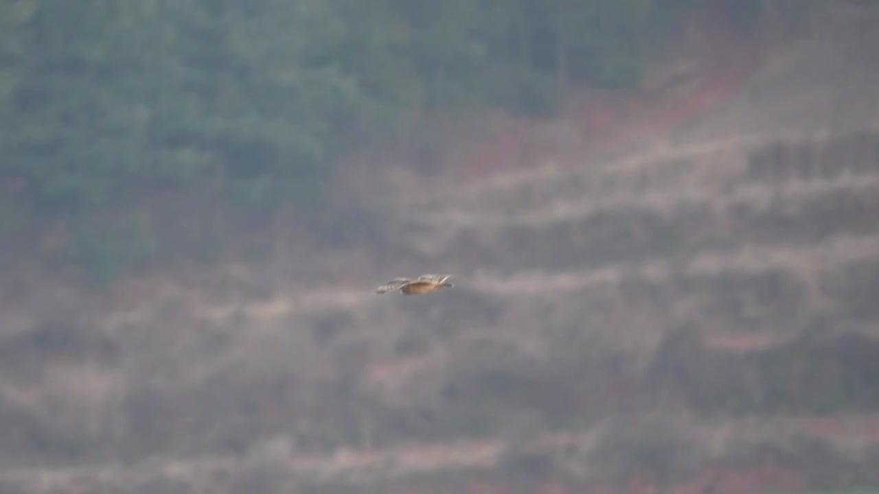 短耳鸮在湿地中翱翔视频素材画面1