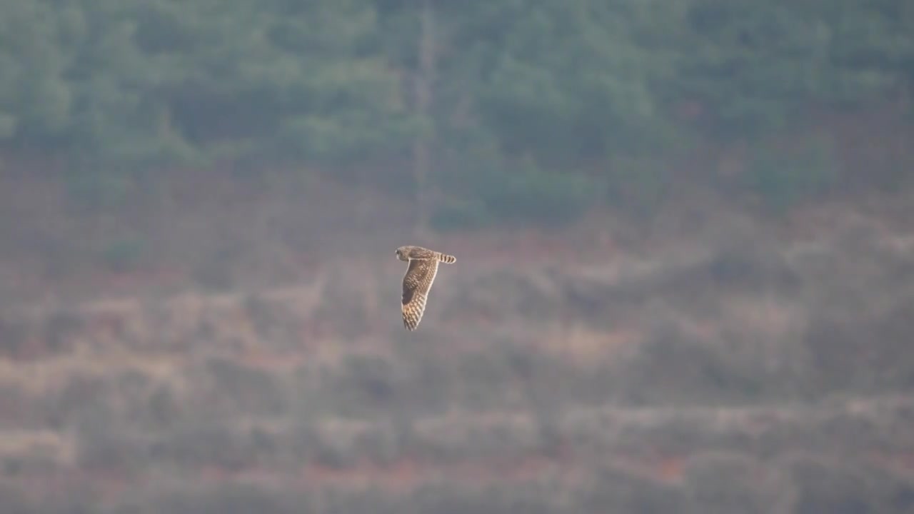 短耳鸮在湿地中翱翔视频素材画面3