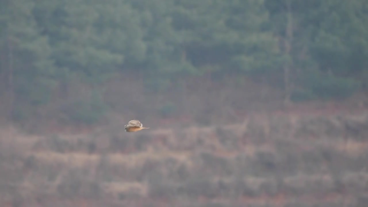 短耳鸮在湿地中翱翔视频素材画面4