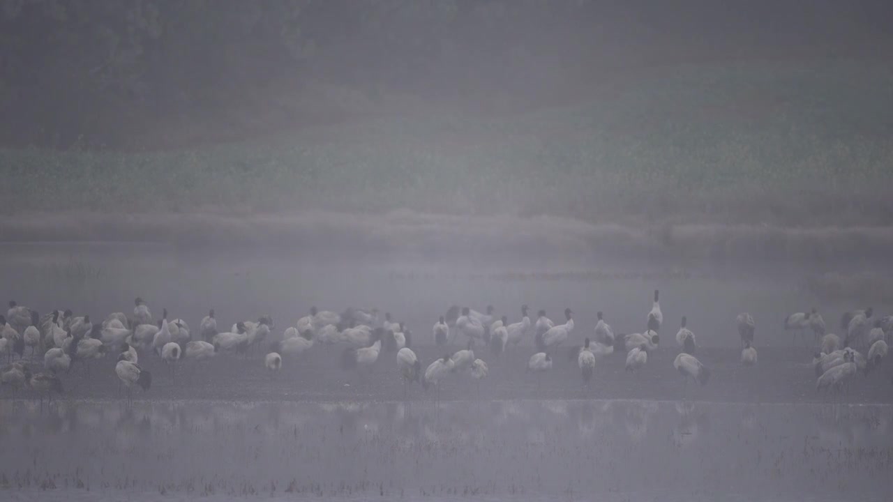 云南昭通高原湿地中的珍稀鸟类黑颈鹤视频素材画面1