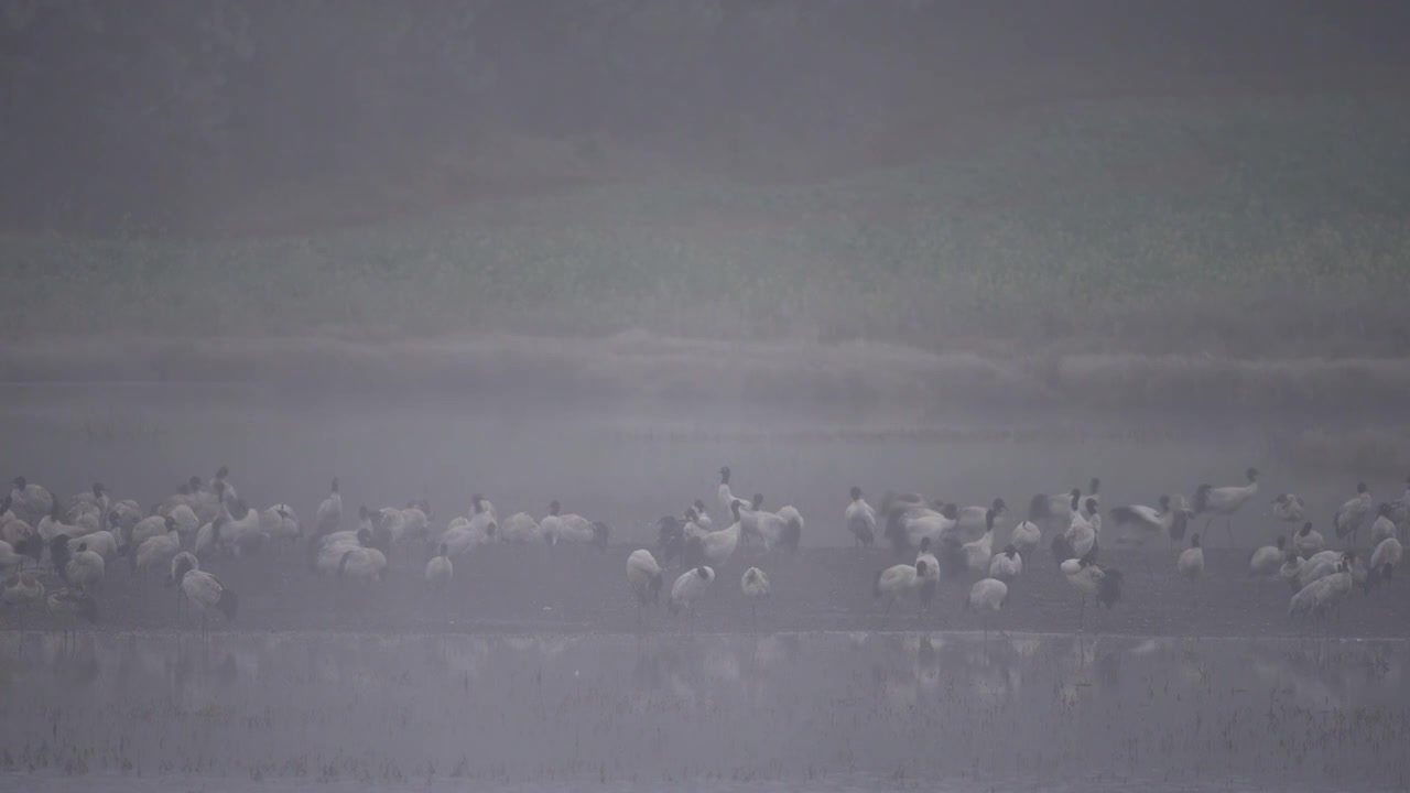 云南昭通高原湿地中的珍稀鸟类黑颈鹤视频素材画面3