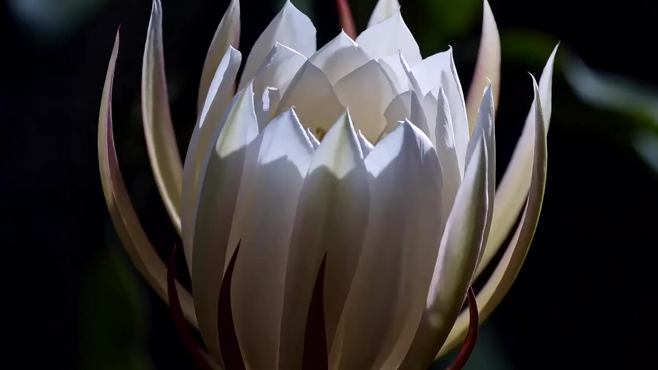 昙花开花视频素材画面1
