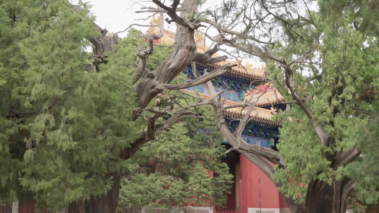 北京孔庙国子监紫藤花合集视频素材画面1