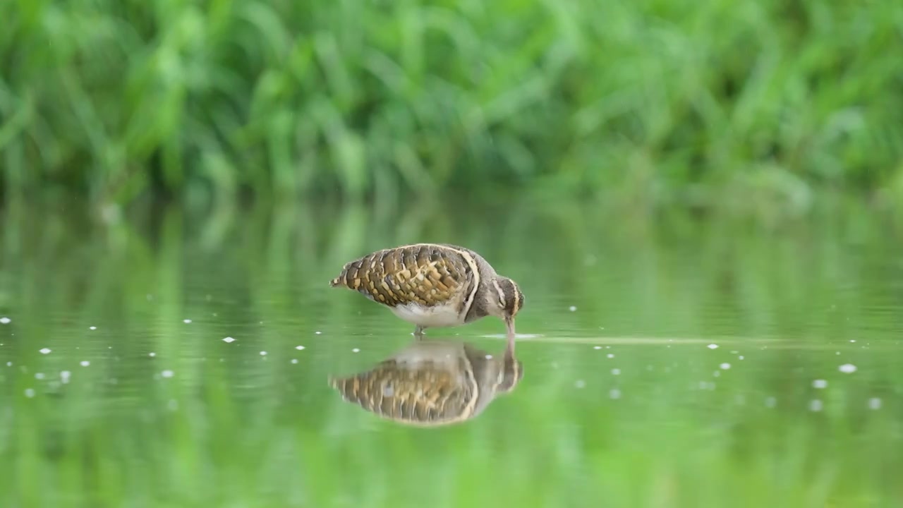 彩鹬鸟在沼泽池塘里游走觅食视频素材画面1