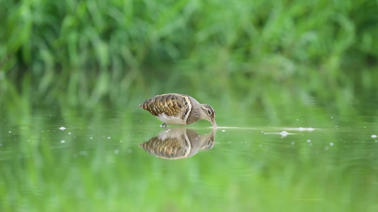 彩鹬鸟在沼泽池塘里游走觅食视频素材画面4
