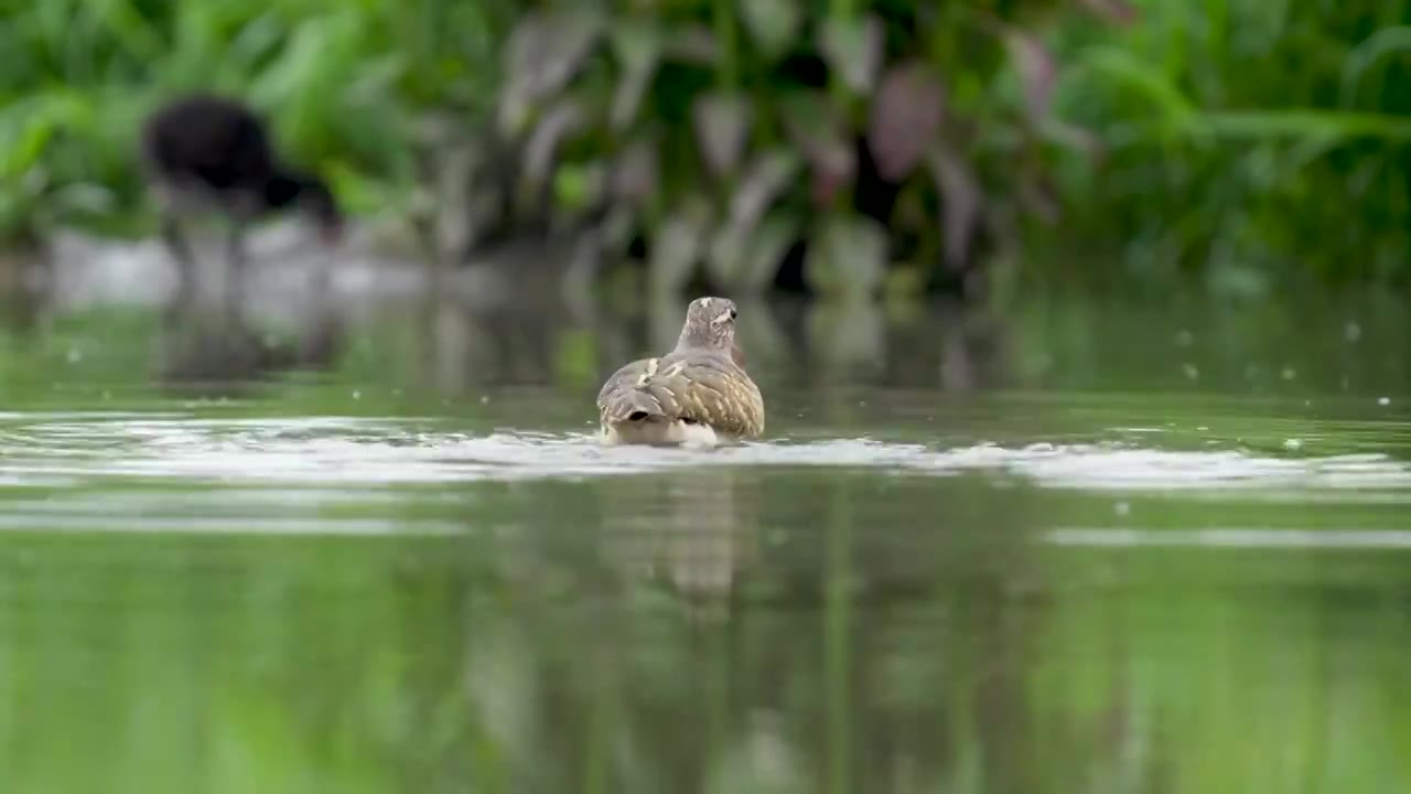 彩鹬鸟觅食后在沼泽里沐浴梳理羽毛视频素材画面1