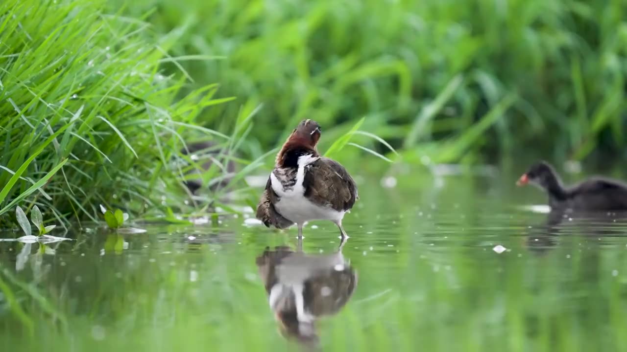 彩鹬鸟觅食后在沼泽里沐浴梳理羽毛视频素材画面1