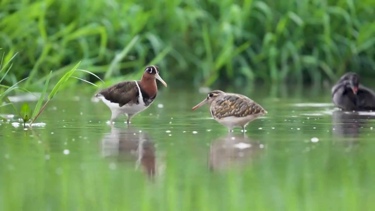 彩鹬鸟觅食后在沼泽里沐浴梳理羽毛视频素材画面3