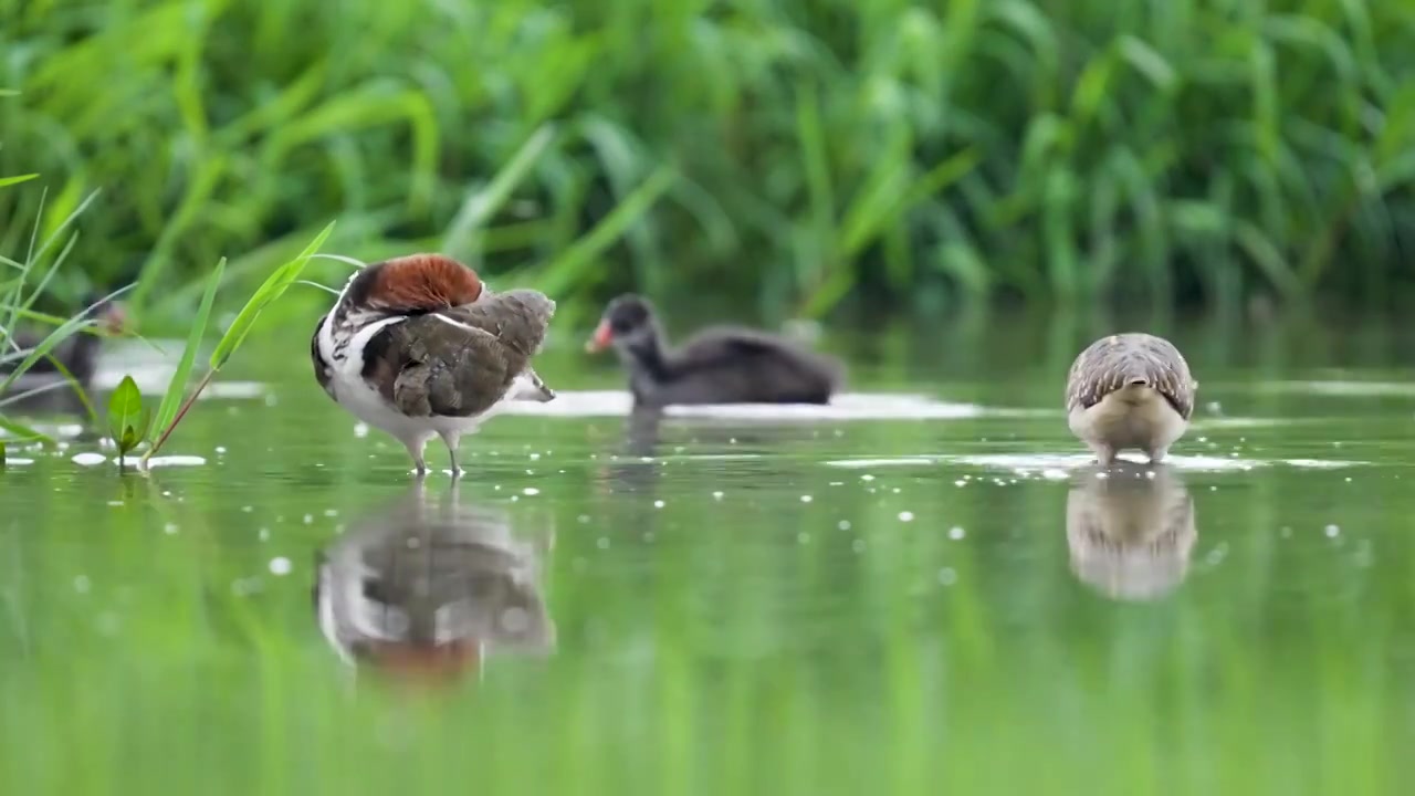 彩鹬鸟觅食后在沼泽里沐浴梳理羽毛视频素材画面4