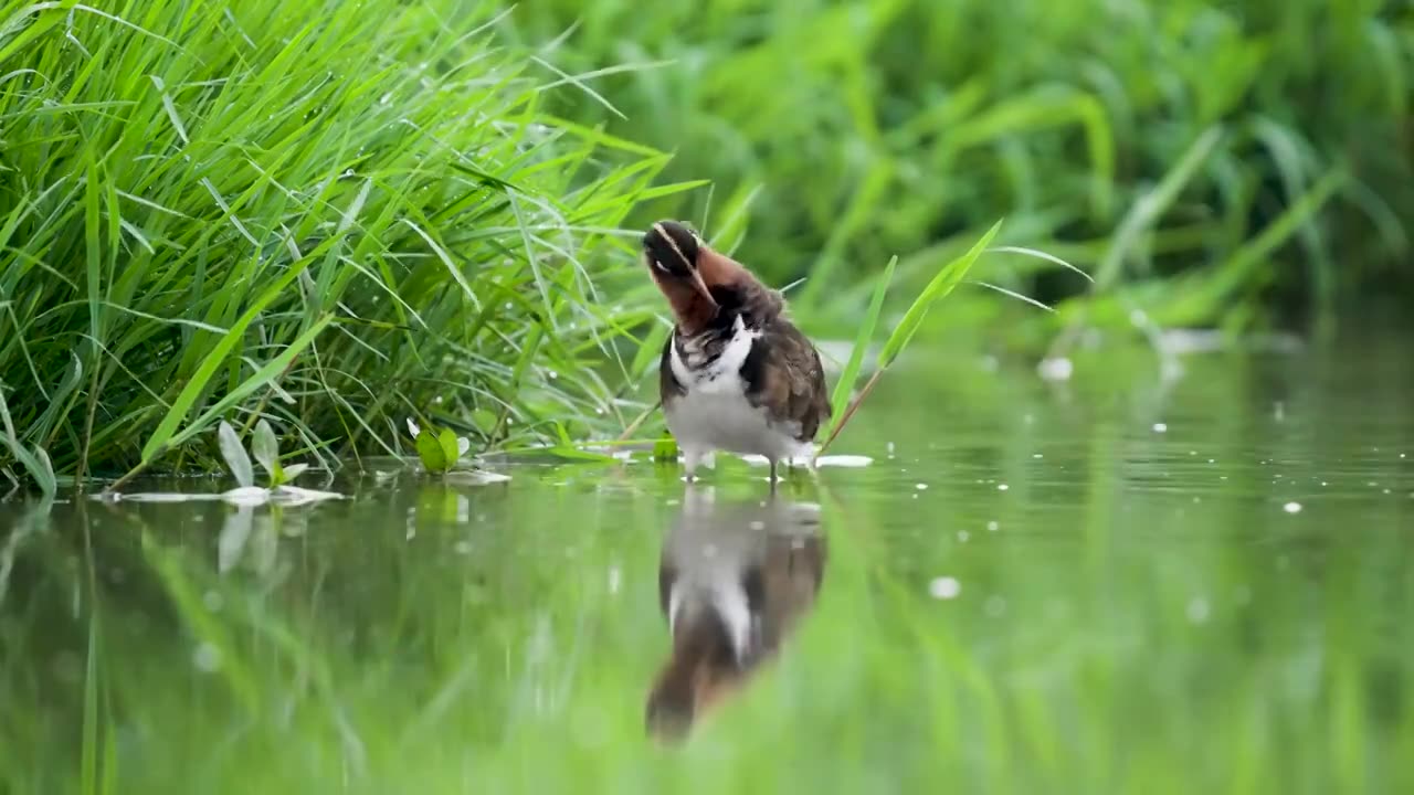 彩鹬鸟觅食后在沼泽里沐浴梳理羽毛视频素材画面1