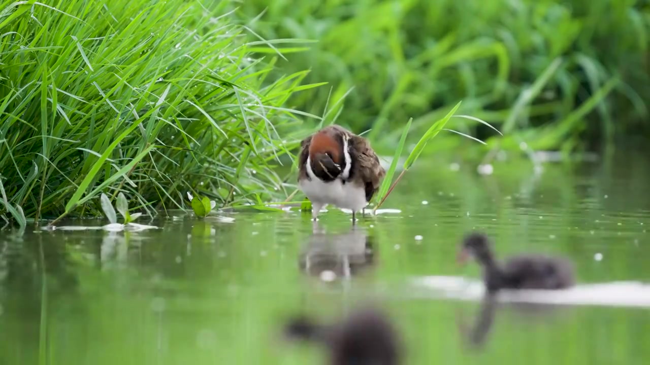 彩鹬鸟觅食后在沼泽里沐浴梳理羽毛视频素材画面4