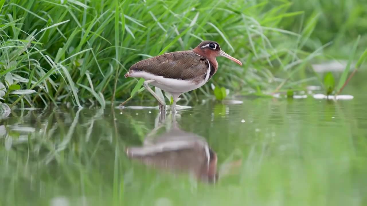 彩鹬鸟觅食后在沼泽里沐浴梳理羽毛视频素材画面1