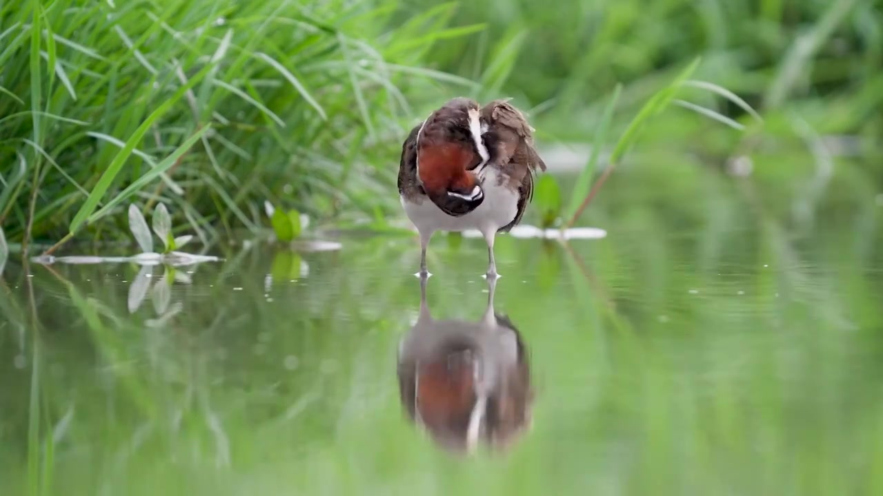彩鹬鸟觅食后在沼泽里沐浴梳理羽毛视频素材画面3