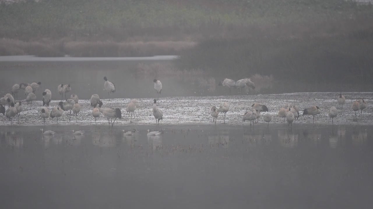 珍稀鸟类黑颈鹤在小雪中视频素材画面1