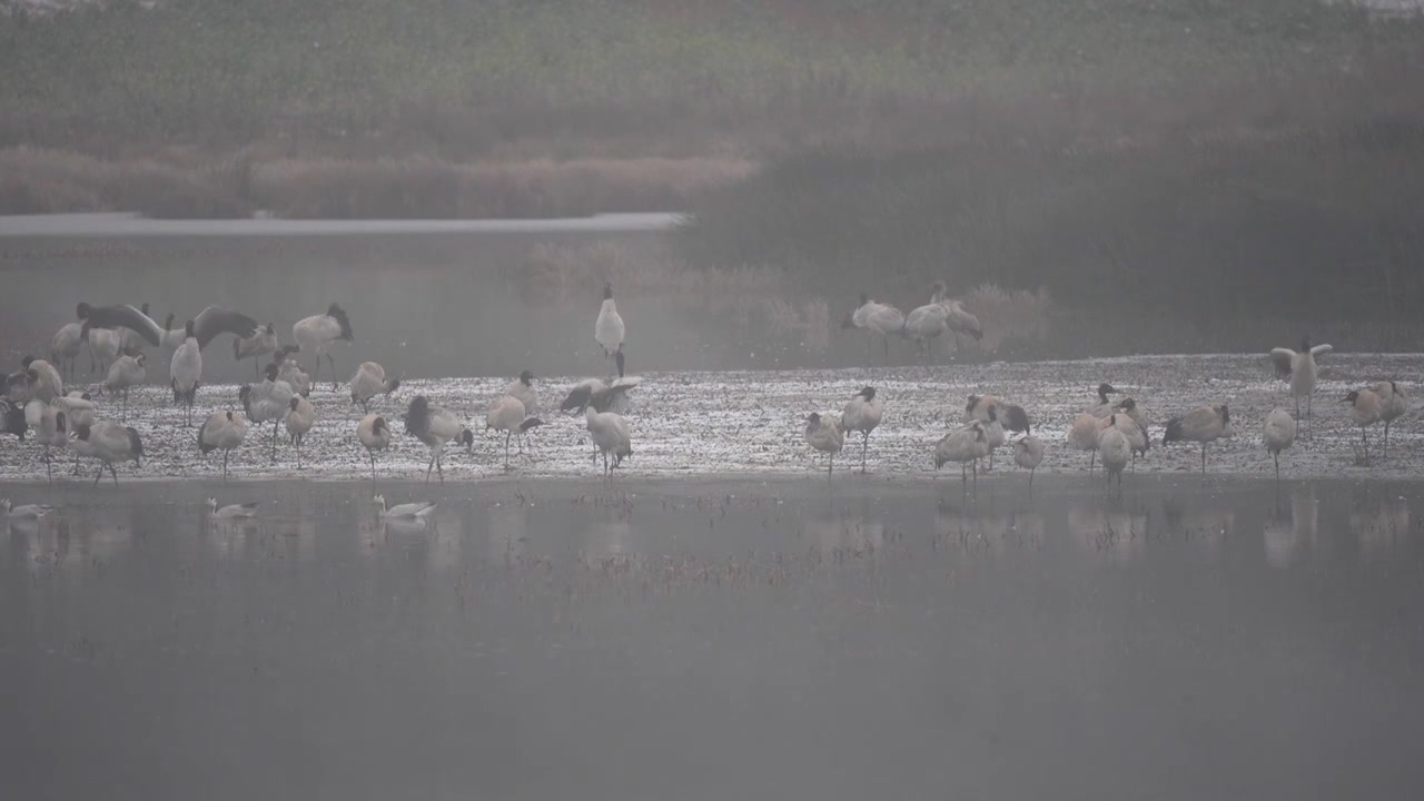 珍稀鸟类黑颈鹤在小雪中视频素材画面3