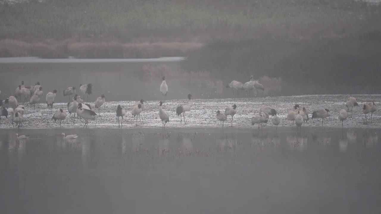 珍稀鸟类黑颈鹤在小雪中视频素材画面4