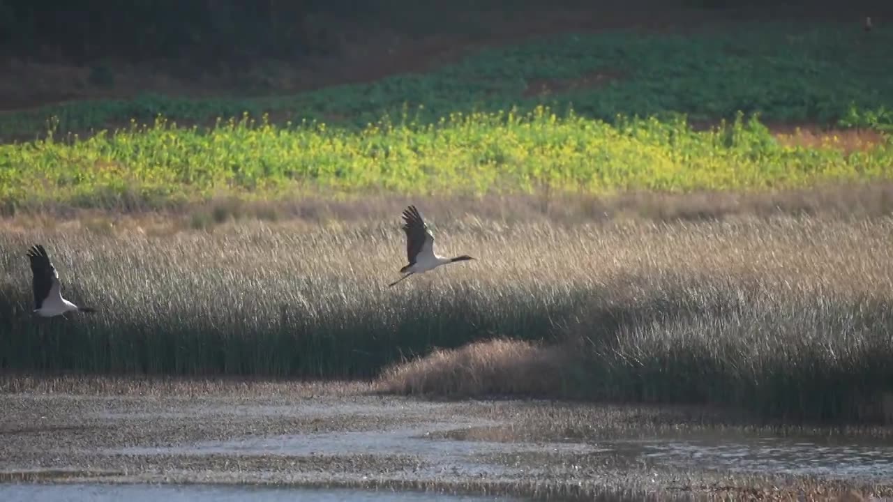 黑颈鹤飞过湿地视频素材画面1