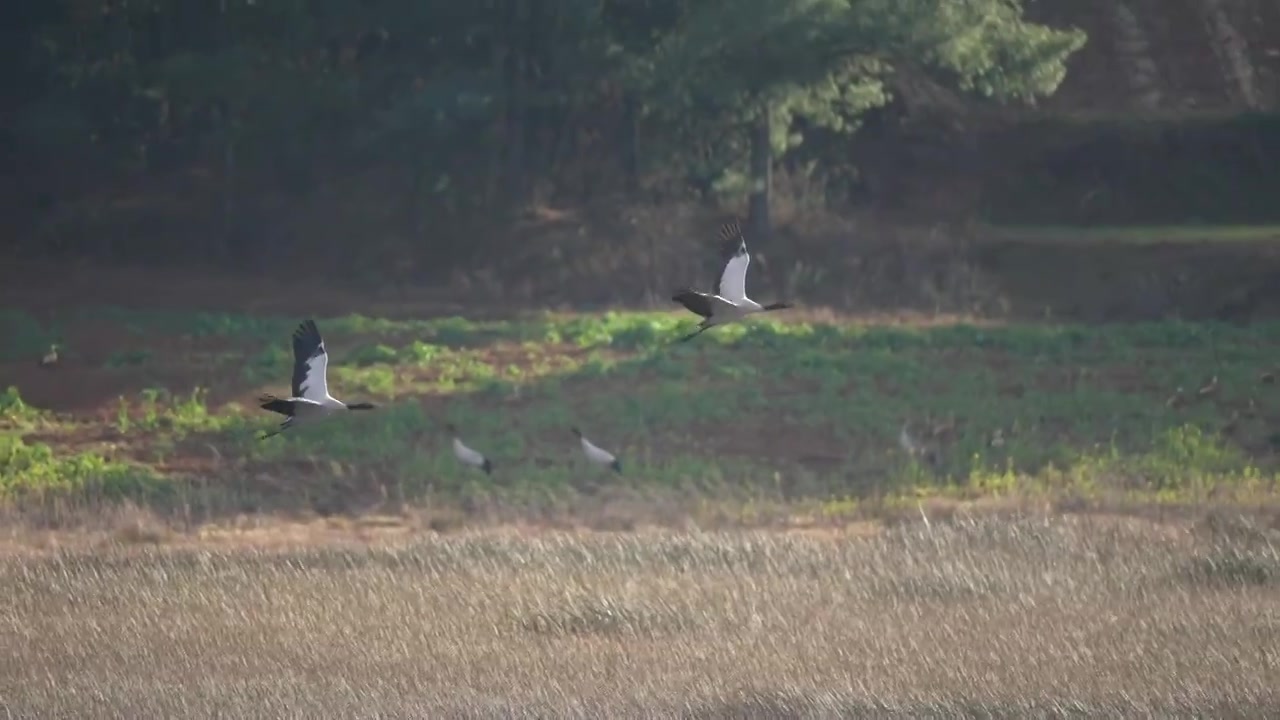 黑颈鹤飞过湿地视频素材画面3