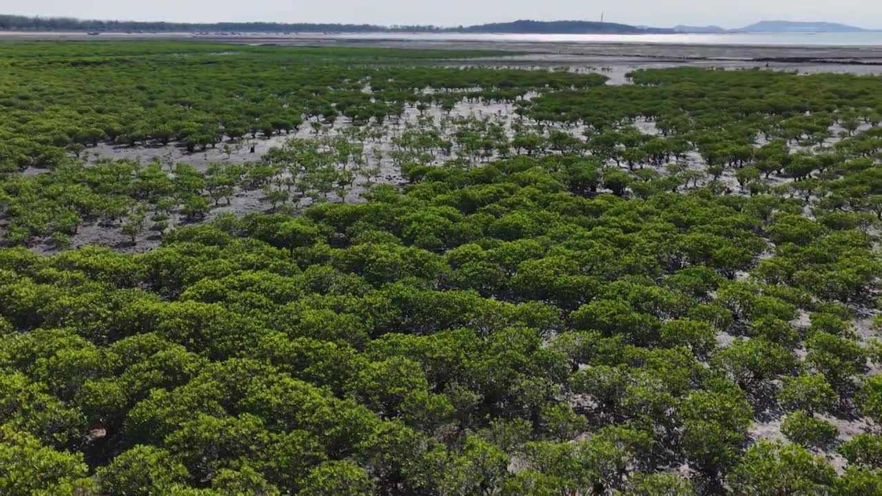 航拍莆田湄洲岛红树林湿地景观视频素材画面1
