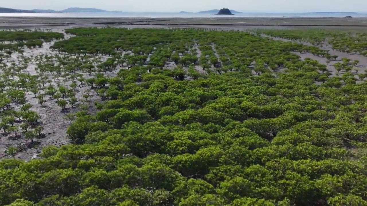 航拍莆田湄洲岛红树林湿地景观视频素材画面3