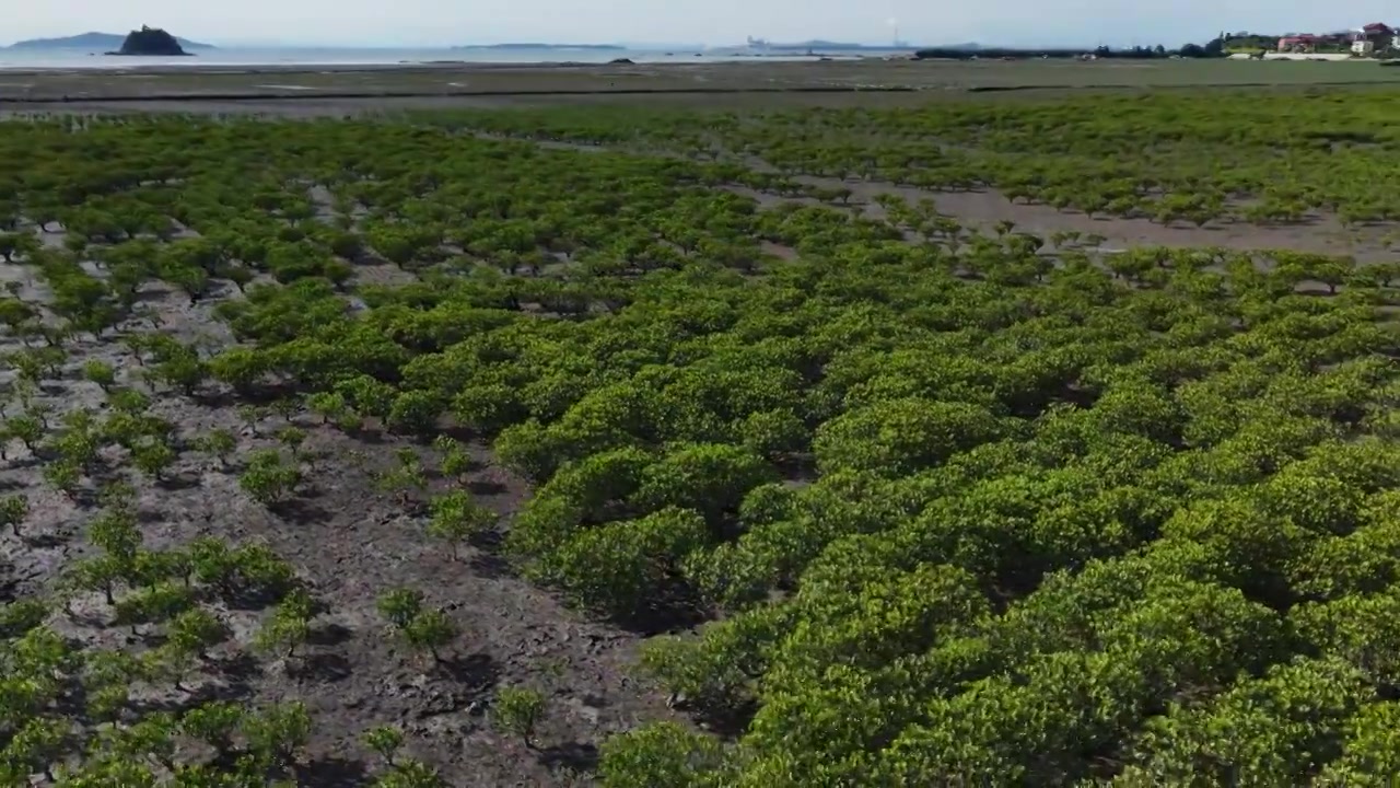 航拍莆田湄洲岛红树林湿地景观视频素材画面4
