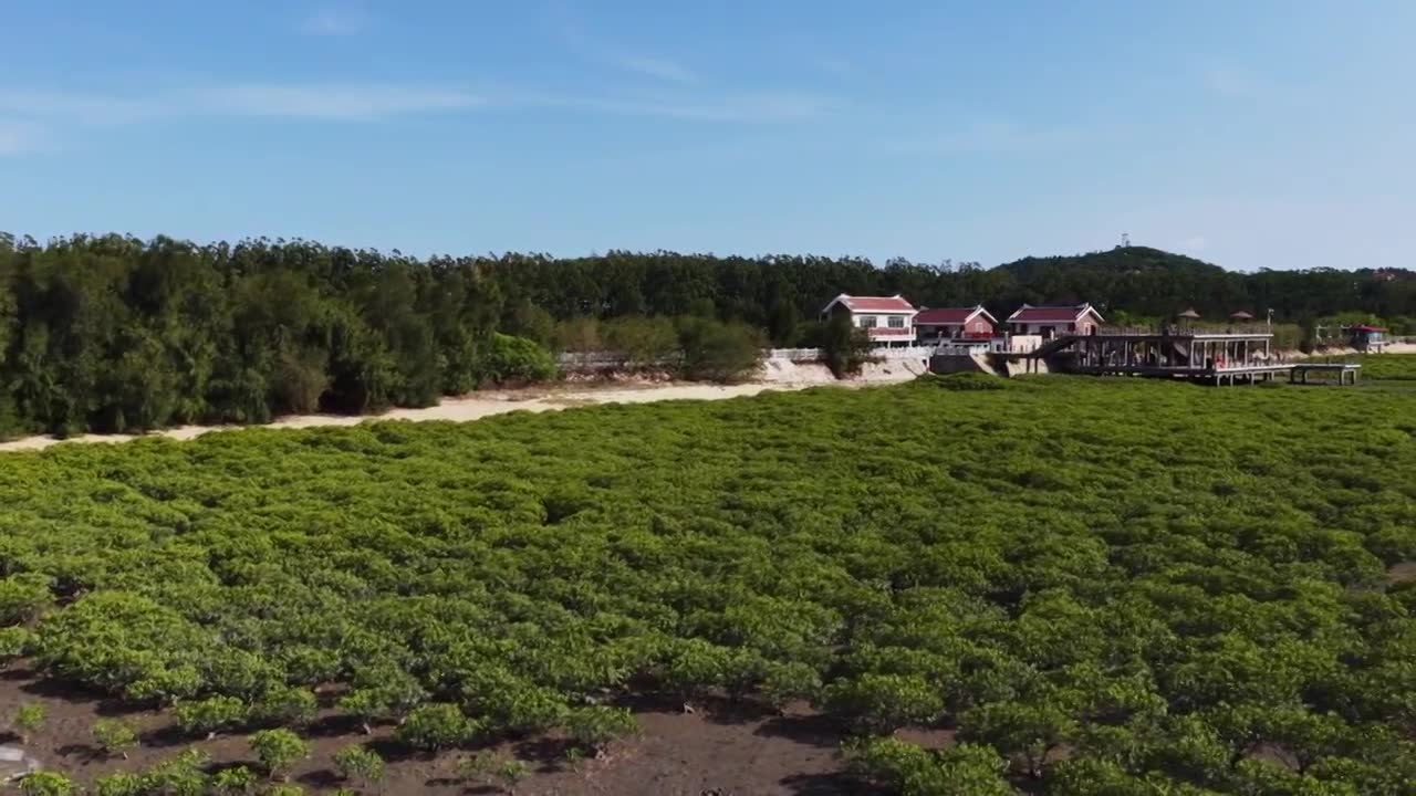 航拍莆田湄洲岛红树林湿地景观视频素材画面1