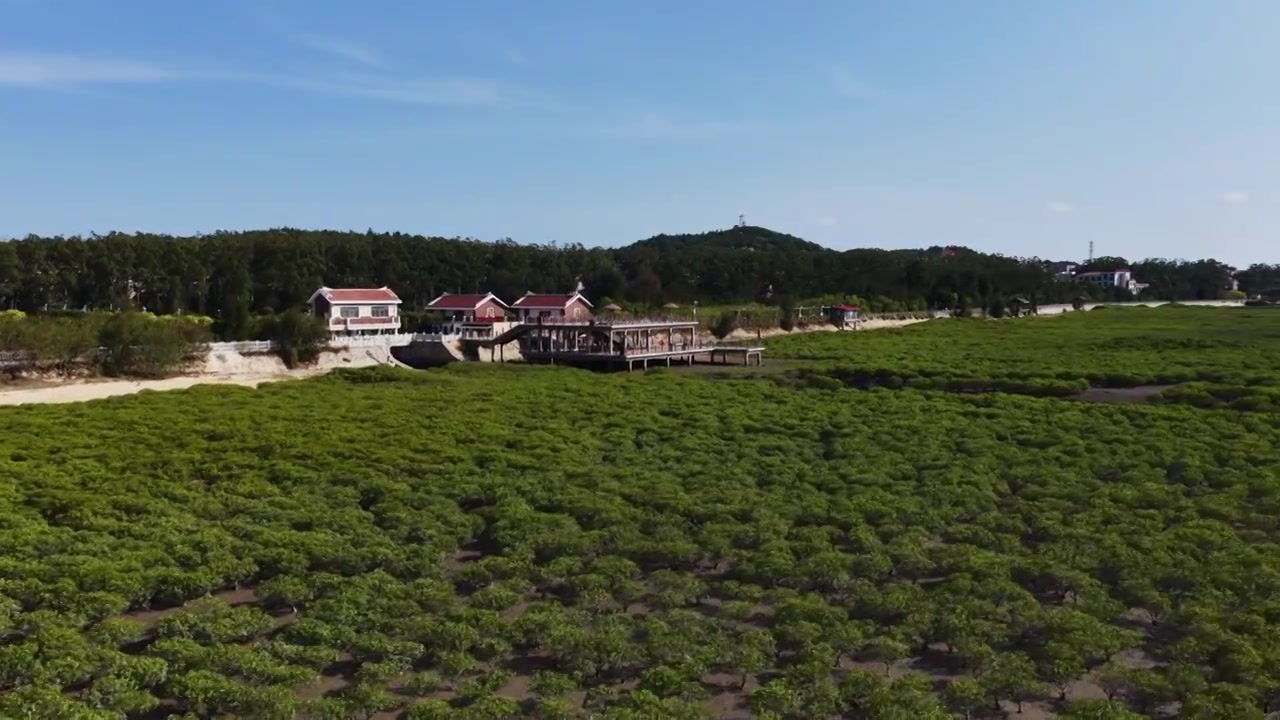 航拍莆田湄洲岛红树林湿地景观视频素材画面3