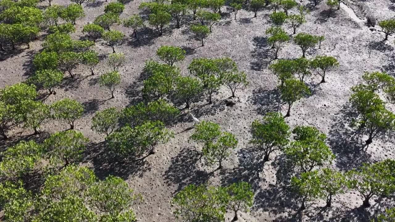 航拍莆田湄洲岛红树林湿地景观视频素材画面1