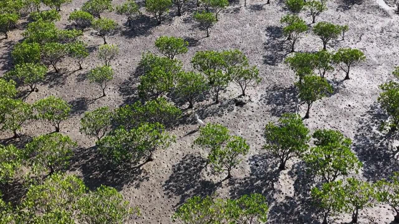 航拍莆田湄洲岛红树林湿地景观视频素材画面4