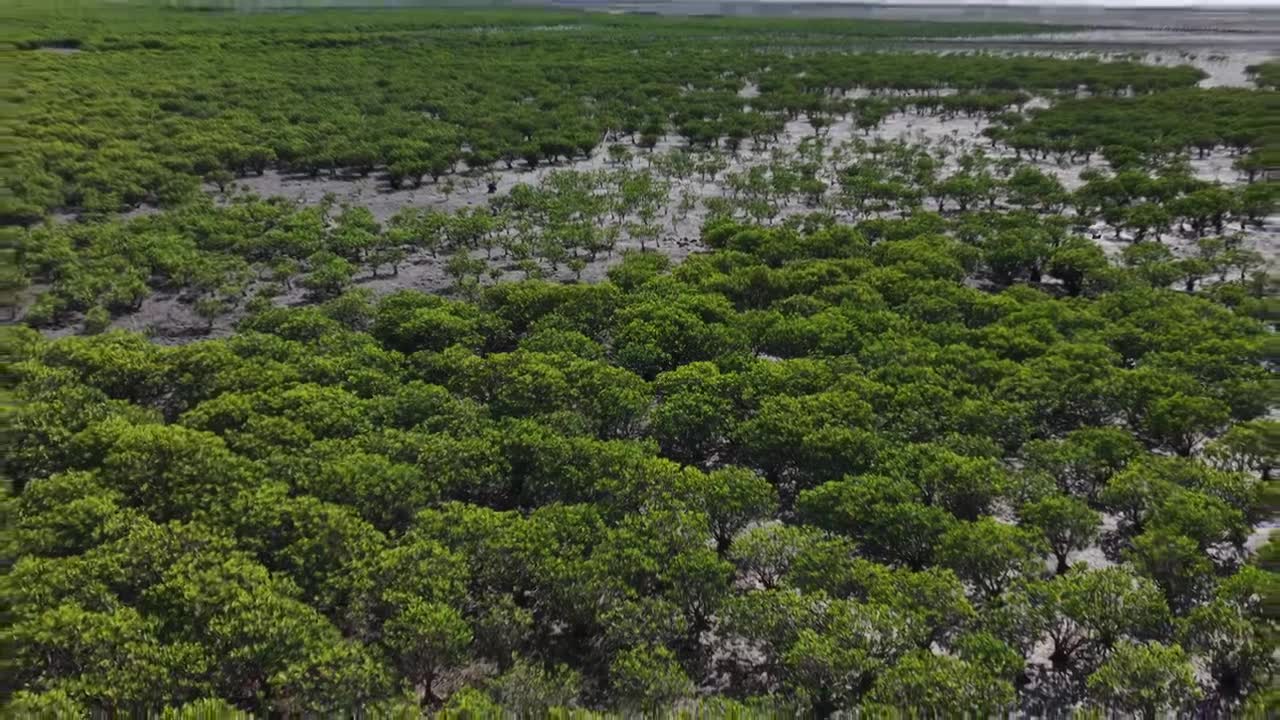 航拍莆田湄洲岛红树林湿地景观视频素材画面1
