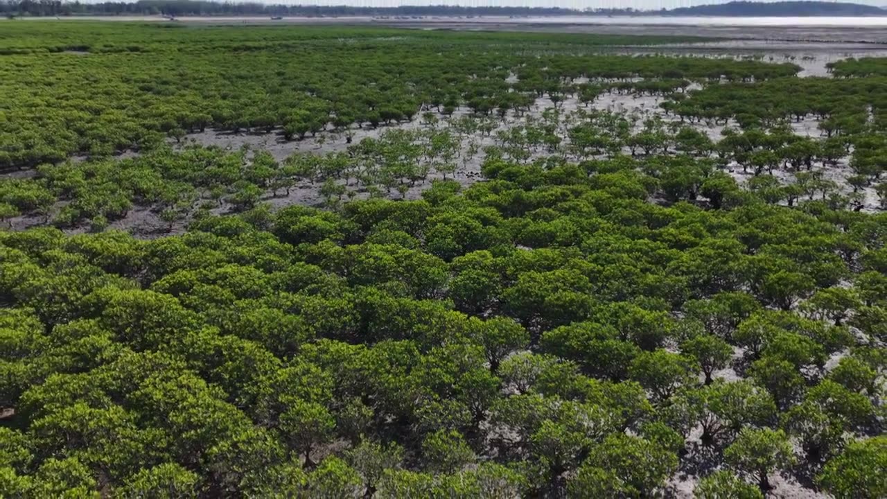 航拍莆田湄洲岛红树林湿地景观视频素材画面3