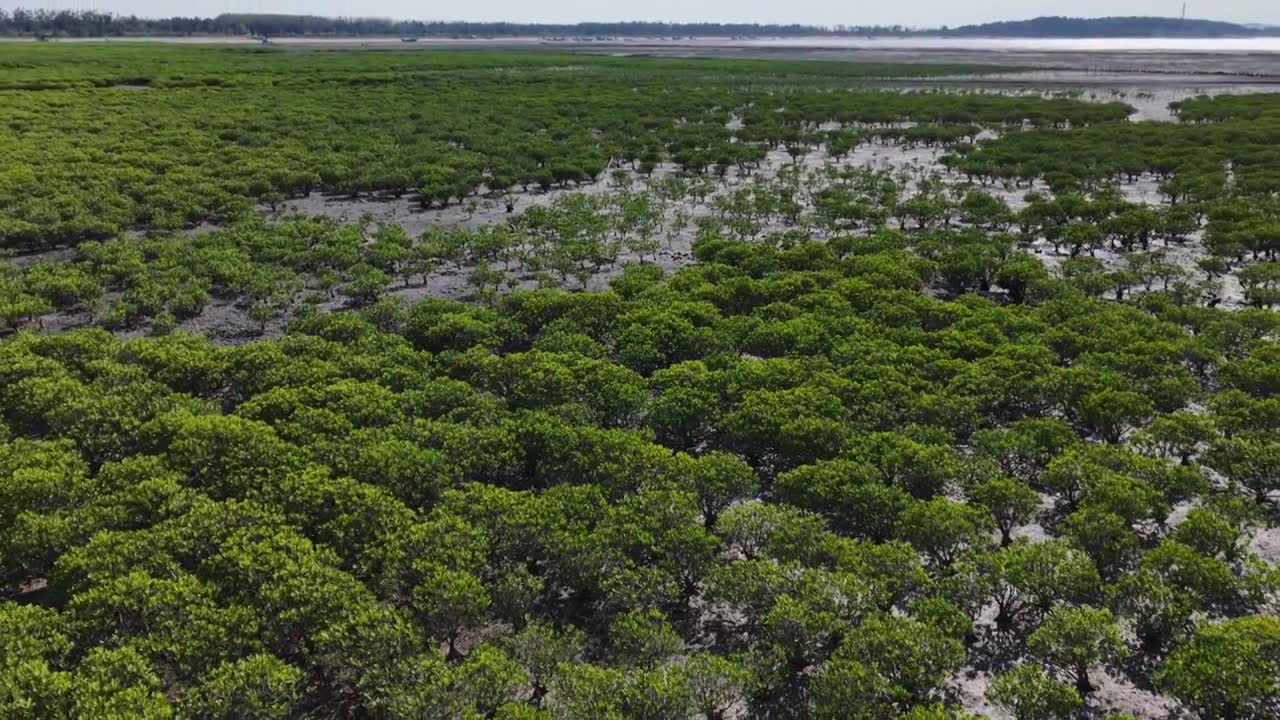 航拍莆田湄洲岛红树林湿地景观视频素材画面4