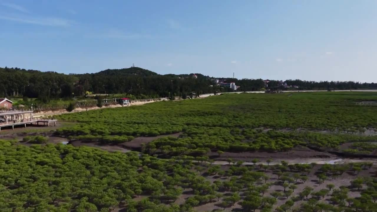 航拍莆田湄洲岛红树林湿地景观视频素材画面1