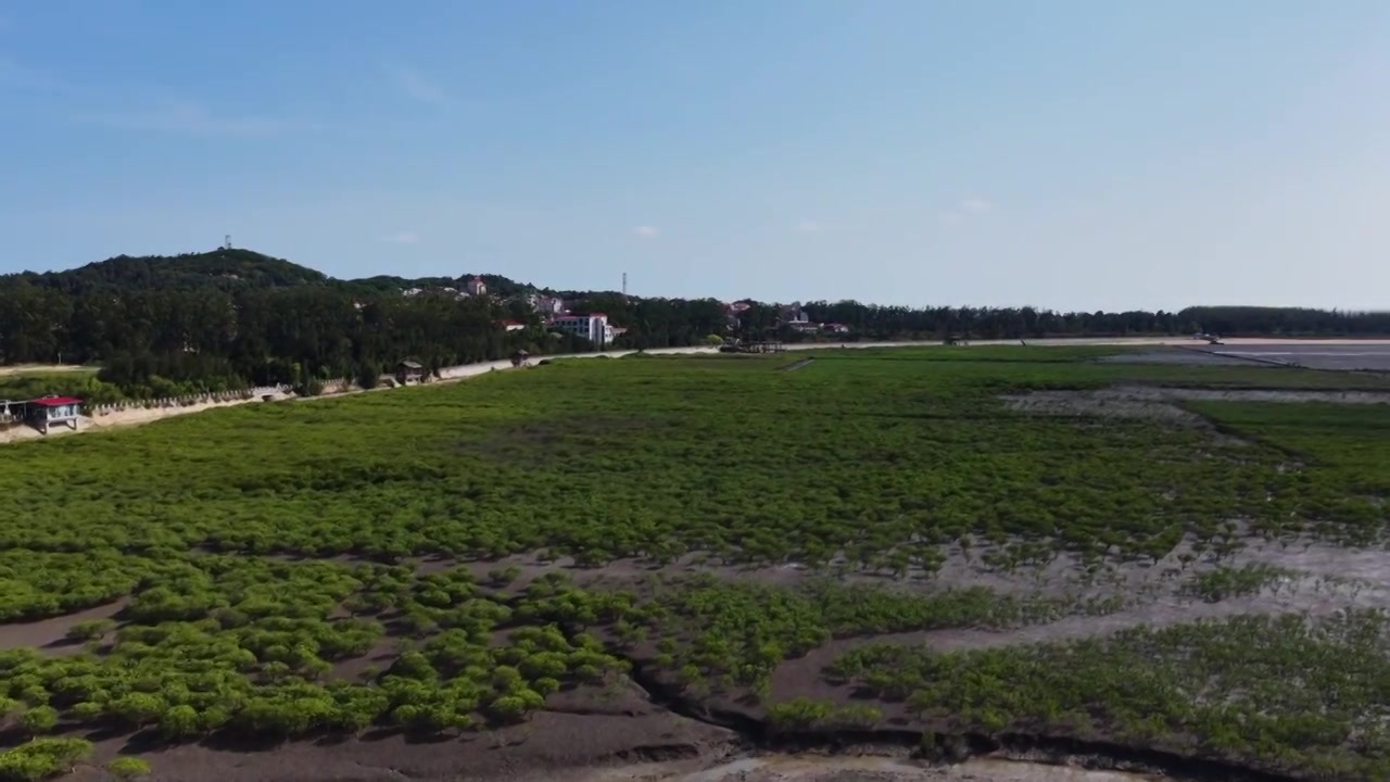 航拍莆田湄洲岛红树林湿地景观视频素材画面4