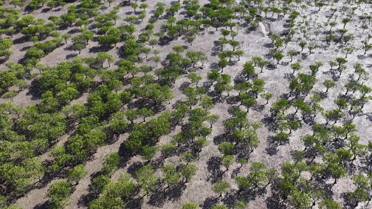 航拍莆田湄洲岛红树林湿地景观视频素材画面1