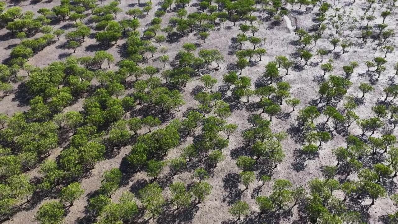 航拍莆田湄洲岛红树林湿地景观视频素材画面3