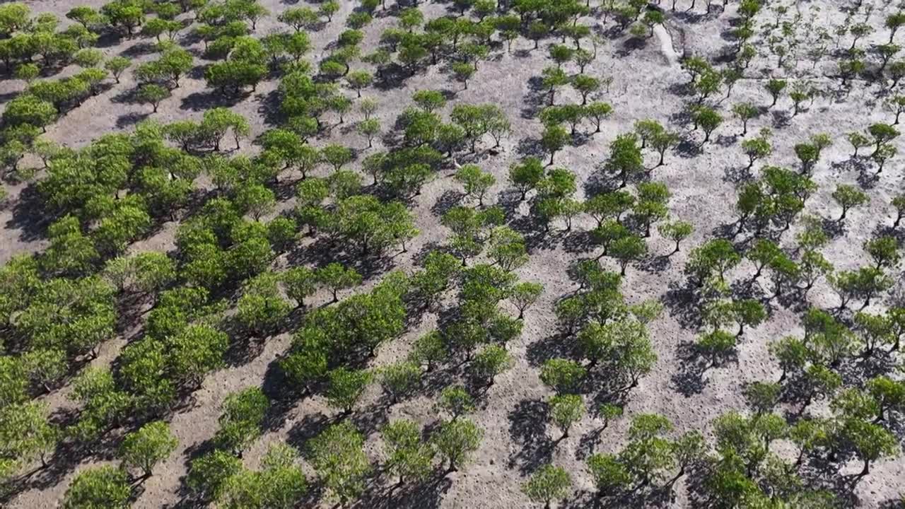 航拍莆田湄洲岛红树林湿地景观视频素材画面4