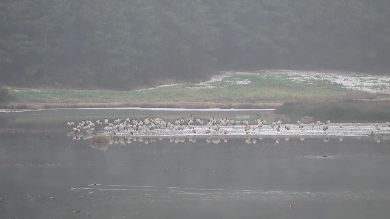 云南巧家县马树湿地中的国家一级保护动物黑颈鹤视频素材画面1