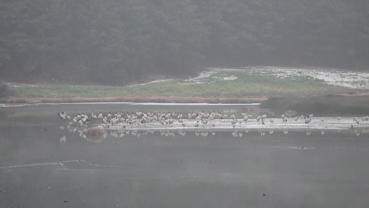 云南巧家县马树湿地中的国家一级保护动物黑颈鹤视频素材画面3