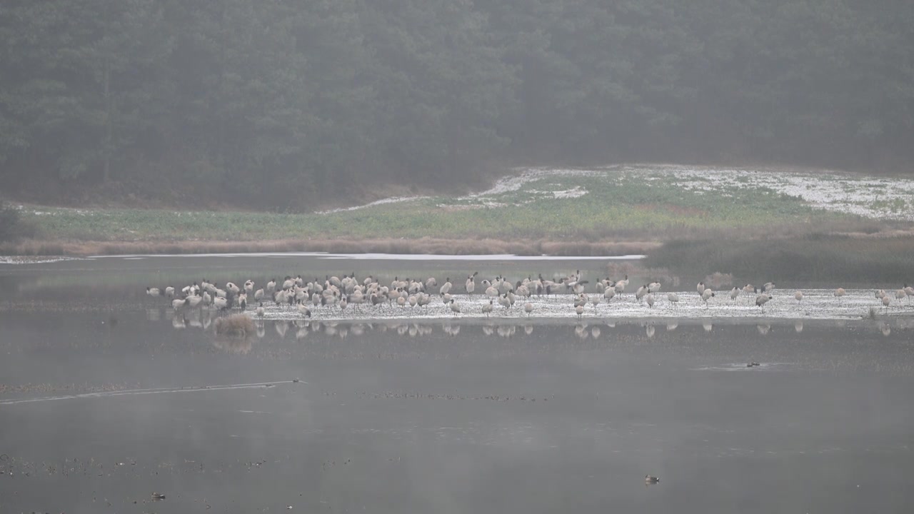 云南巧家县马树湿地中的国家一级保护动物黑颈鹤视频素材画面4