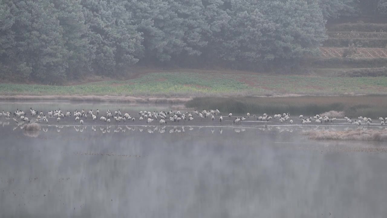 云南巧家县马树湿地中的国家一级保护动物黑颈鹤视频素材画面1