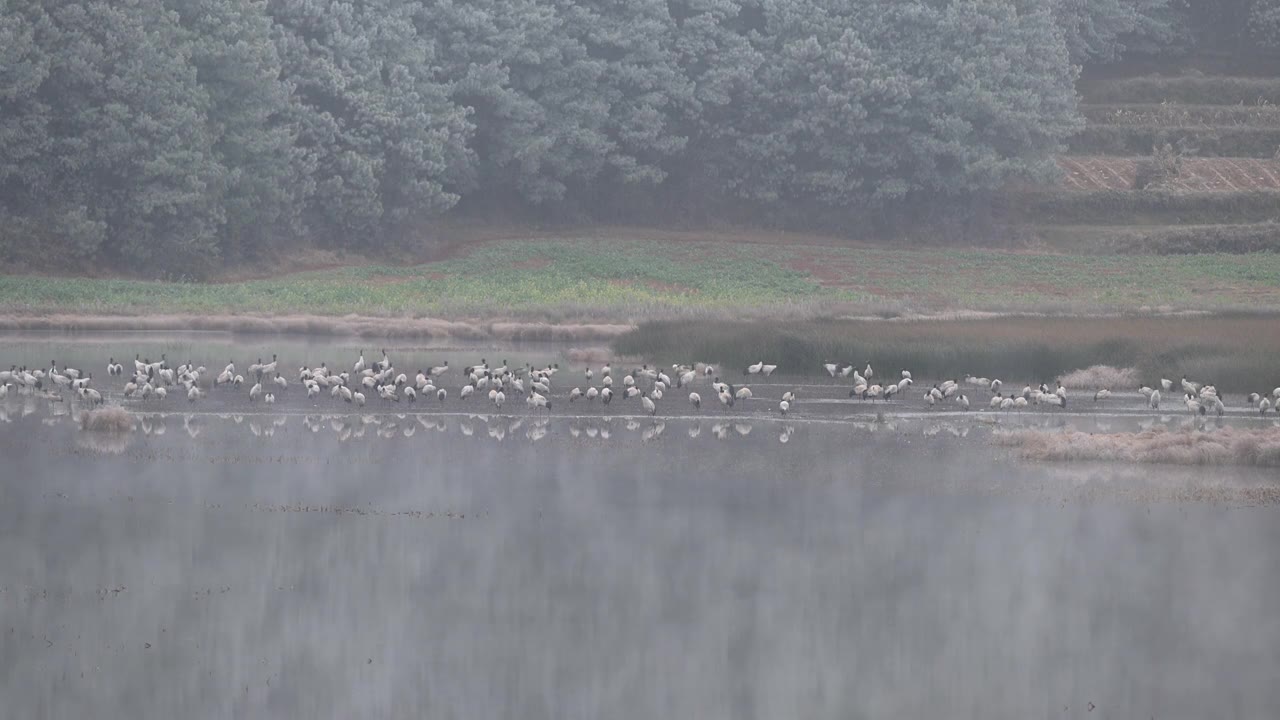 云南巧家县马树湿地中的国家一级保护动物黑颈鹤视频素材画面1