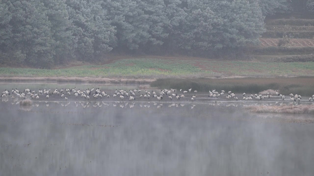 云南巧家县马树湿地中的国家一级保护动物黑颈鹤视频素材画面3