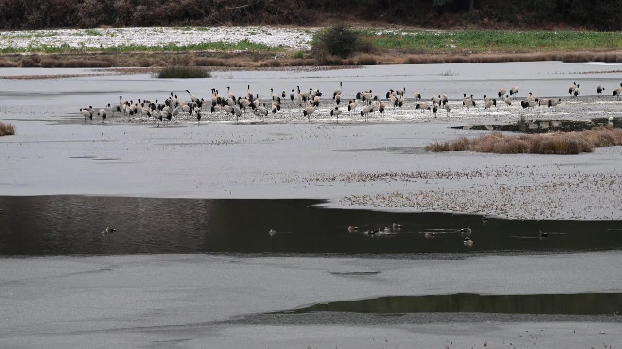 雪后湿地中的国家一级保护动物黑颈鹤视频素材画面1