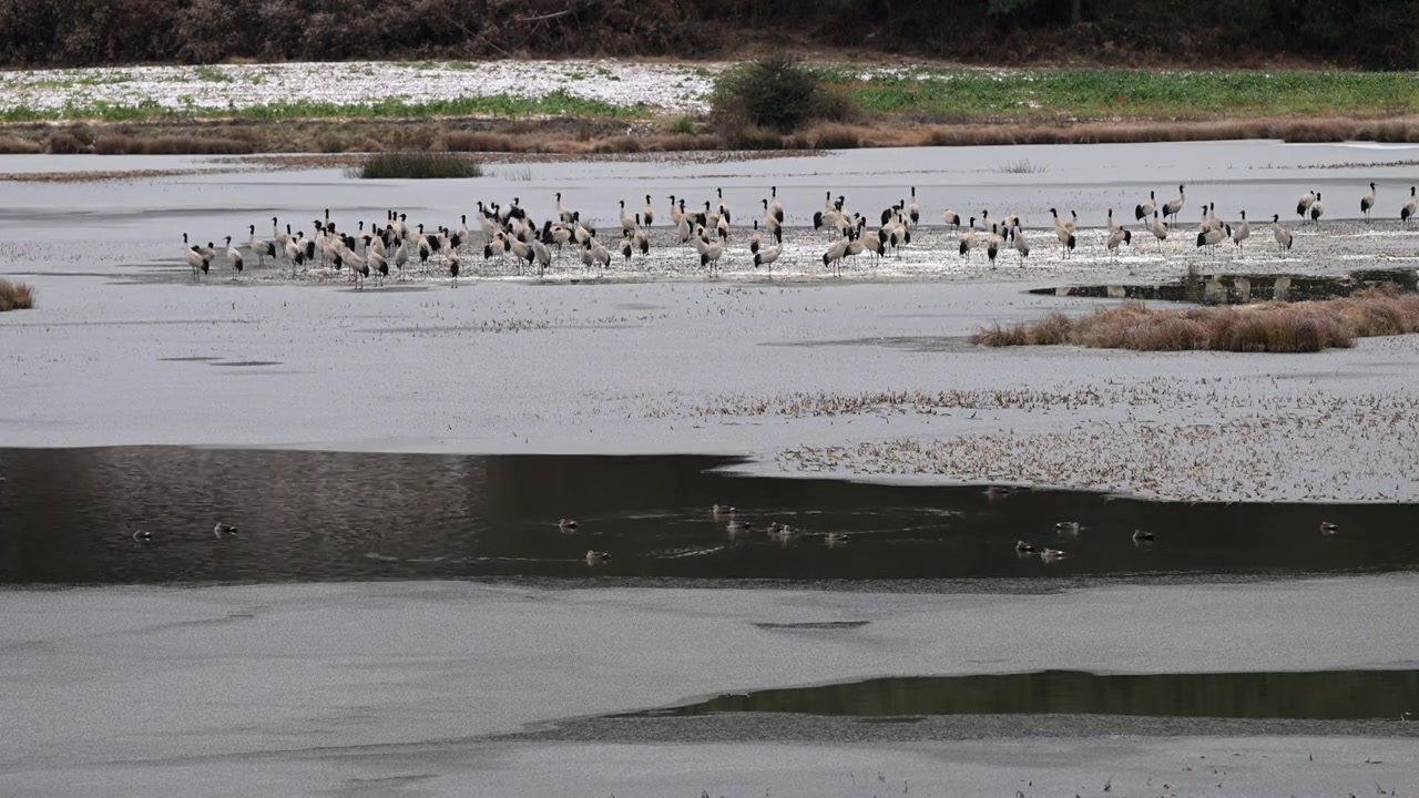 雪后湿地中的国家一级保护动物黑颈鹤视频素材画面3