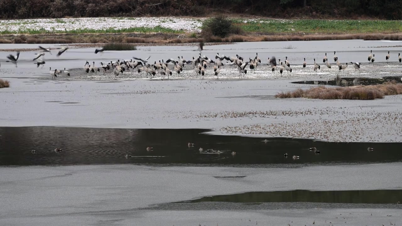雪后湿地中的国家一级保护动物黑颈鹤视频素材画面4