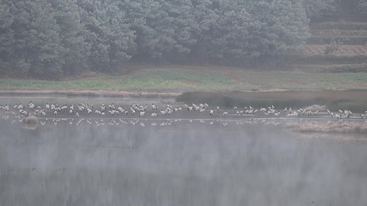 云南巧家县马树湿地中的国家一级保护动物黑颈鹤视频素材画面1