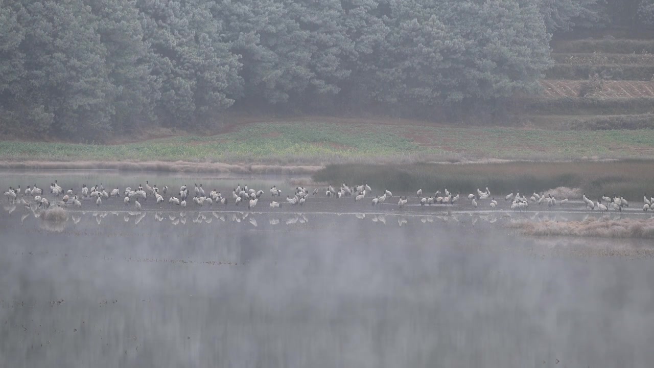 云南巧家县马树湿地中的国家一级保护动物黑颈鹤视频素材画面3