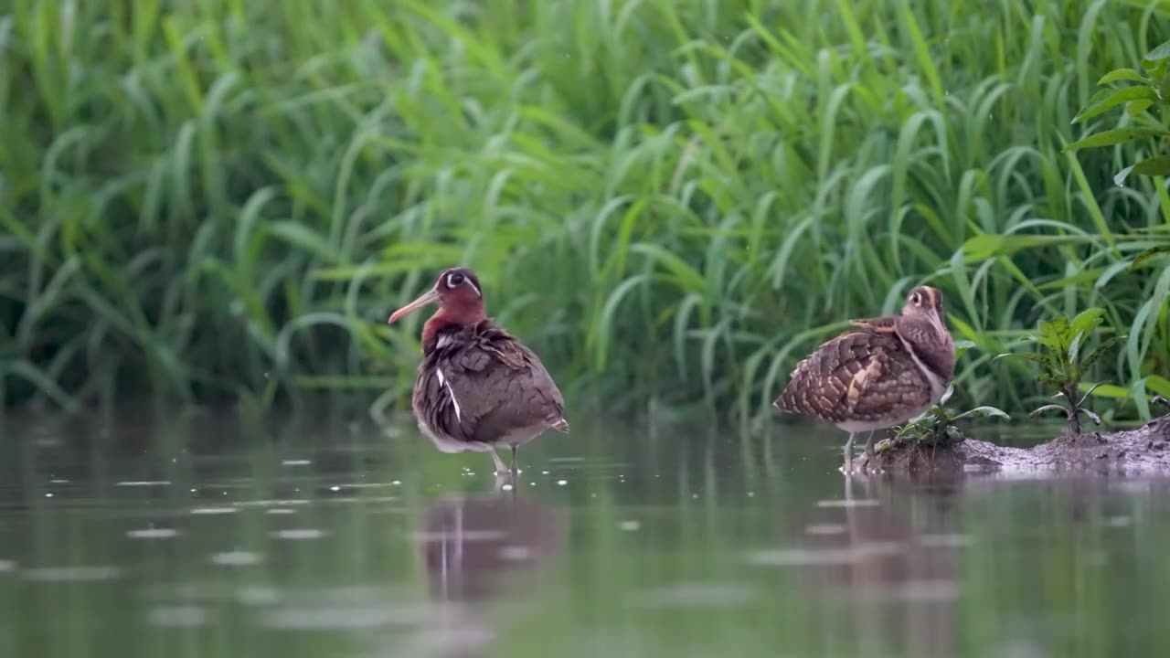 彩鹬鸟觅食后在沼泽浅滩里休憩梳理清洁羽毛视频素材画面1